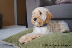 Rosewood - Jute Lounger Dog Bed Mattress - Olive -Pet dog 04604 ls21 1