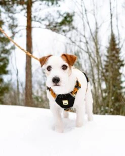 Woolly Wolf - Sea To Summit Dog Harness -Pet dog 20210109 134433913 1800x1800 5f74f319 b54d 41de 8a33 da70f6719800