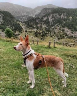 Woolly Wolf - Recycled Rope Dog Lead - Burnt Orange 8 Woolly Wolf - Recycled Rope Dog Lead - Burnt Orange -Pet dog 256039315 412255687035559 2453779937413658667 n