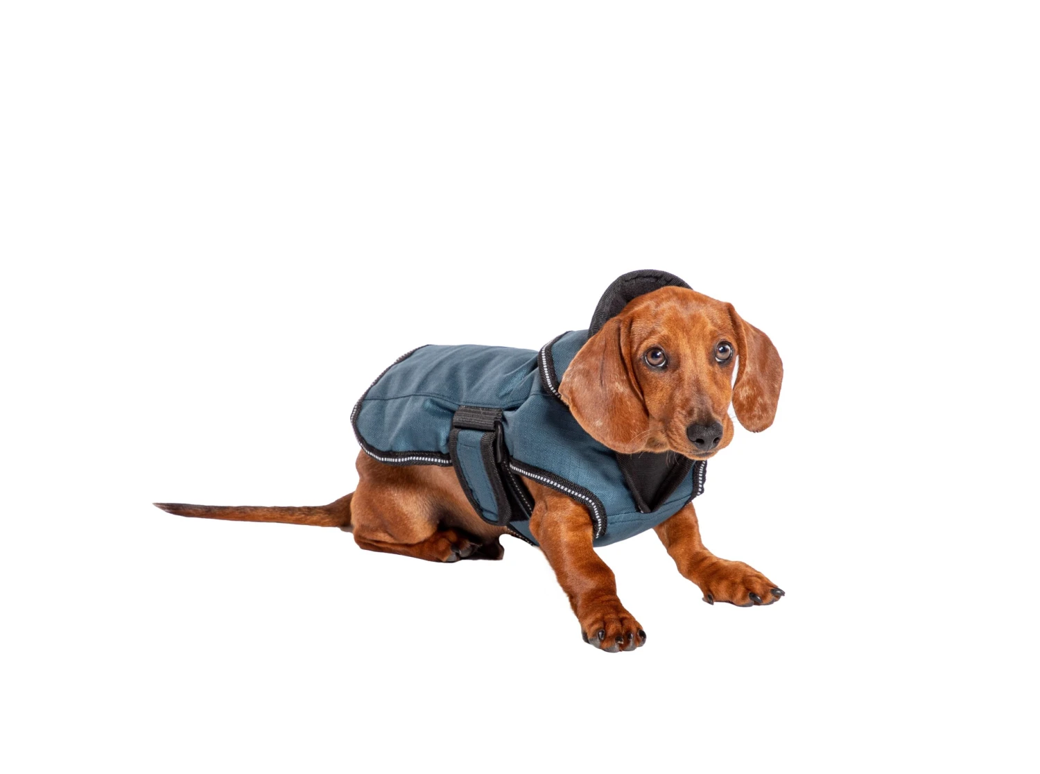 Danish Design - Blue 2-in-1 Ultimate Dog Coat 9 Danish Design - Blue 2-in-1 Ultimate Dog Coat - Image 7