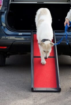 Henry Wag - Lightweight Folding Dog Ramp -Pet dog 40410 Dog Ramp Front 1024x1024 2x 99b43444 2b83 4ed7 a37f 55f7b79dd86d