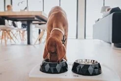 Hunter Pet - Kimberley Dog Feeding Bowl - White -Pet dog 41ltjtd0whl. ac sx450