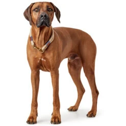 Hunter - Sansibar Rantum Dog Collar - Beige -Pet dog 65642 002 image 18