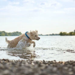 Hunter - Oss Rope Dog Collar - Blue 10 Hunter - Oss Rope Dog Collar - Blue -Pet dog 66443 004 live 18