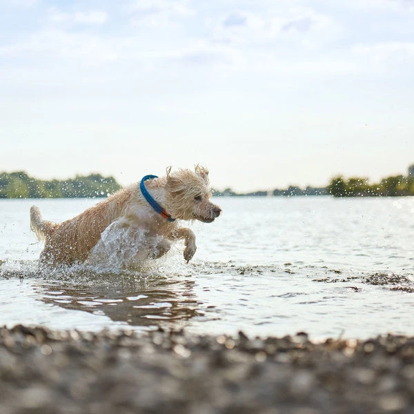 Hunter - Oss Rope Dog Collar - Blue 6 Hunter - Oss Rope Dog Collar - Blue - Image 4