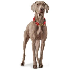 Hunter - Oss Rope Dog Collar - Red -Pet dog 66448 008 image 18