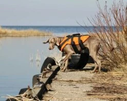 RUKKA - Safety Life Vest Jacket For Dogs -Pet dog 764838
