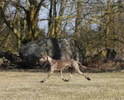 RUKKA - Dog Proff Shoes - Black -Pet dog 765026