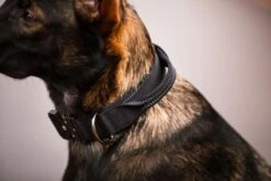 RUKKA - Mission Dog Collar - Black -Pet dog 914399