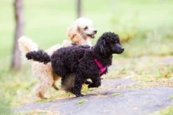 RUKKA - Comfort Air Dog Harness - Pink 11 RUKKA - Comfort Air Dog Harness - Pink -Pet dog 917746