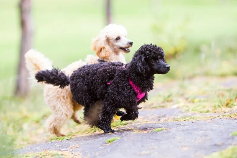 RUKKA - Comfort Air Dog Harness - Pink 7 RUKKA - Comfort Air Dog Harness - Pink - Image 5