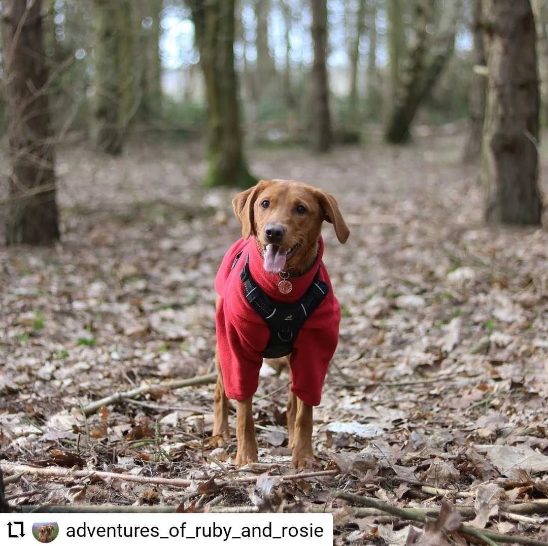 HOTTERdog Equafleece Dog Fleece - Red 4 HOTTERdog Equafleece Dog Fleece - Red - Image 2
