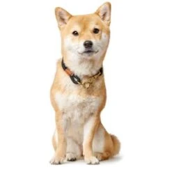 Hunter - Rope Collar Oss – Black -Pet dog aaoss2