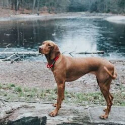 Hunter - Rope Collar Oss – Red -Pet dog aaoss55