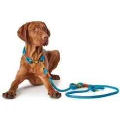 Hunter - Rope Collar Oss – Teal -Pet dog aaoss777