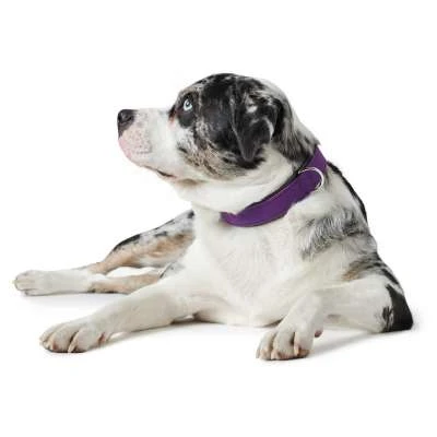 Hunter Softie Collar – Violet/Black 4 Hunter Softie Collar – Violet/Black - Image 2
