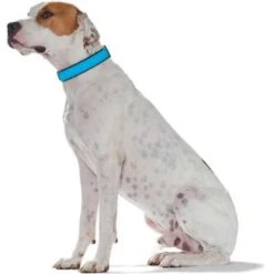 Hunter Softie Collar – Turquoise/Black -Pet dog aasoft4