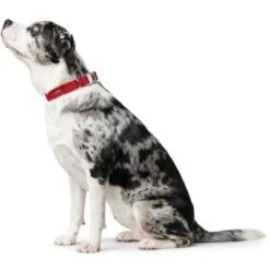 Hunter Softie Alu Strong Collar – Red -Pet dog aasoft888