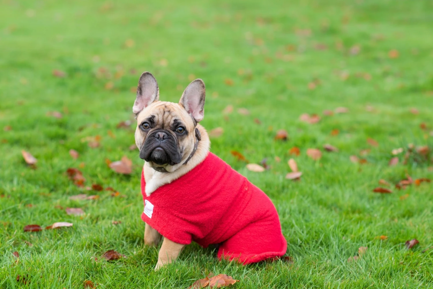 Dogrobes - Dog Robe Drying Coat - Red 9 Dogrobes - Dog Robe Drying Coat - Red - Image 7