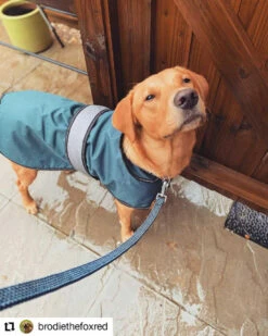 Danish Design - Blue 2-in-1 Ultimate Dog Coat 12 Danish Design - Blue 2-in-1 Ultimate Dog Coat -Pet dog brodiethefoxred 20210204 111755