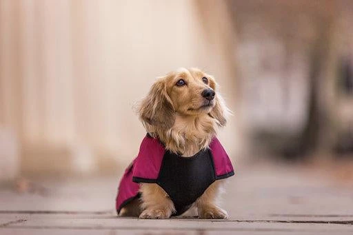Country & Twee Dachshund Underbelly Coat - Burgundy 4 Country & Twee Dachshund Underbelly Coat - Burgundy - Image 2