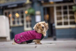 Country & Twee Dachshund Underbelly Coat - Burgundy