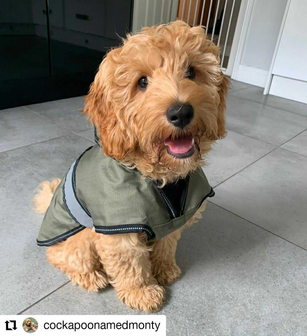 Danish Design - Khaki 2-in-1 Ultimate Dog Coat 4 Danish Design - Khaki 2-in-1 Ultimate Dog Coat - Image 2