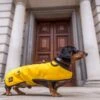 Country & Twee - Mustard Waxed Dachshund Coat 2 Country & Twee - Mustard Waxed Dachshund Coat -Pet dog country and twee smaller 7 2048x e46228c4 2355 4b54 b982 35b07fdf450d