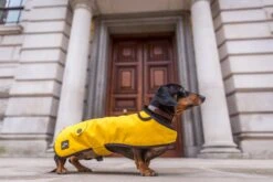 Country & Twee - Mustard Waxed Dachshund Coat