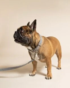 Ralph & Co - Fabric & Leather Collar - Dalton -Pet dog dalton collar lifestyle 1 700x d94f0b59 968e 4707 9520 3f84d24fc1e5