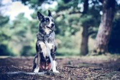 Ralph & Co - Fabric & Leather Lead - Dalton -Pet dog dalton lr 48 700x fff8c0c9 e6c7 424f 8c82 f63300912ca4