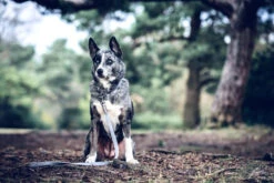 Ralph & Co - Fabric & Leather Collar - Dalton -Pet dog dalton lr 49 700x 840eefa7 9aee 4003 a3ae 582811688bf7