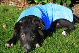 Vital Prestige - Cool Dog Cooling Vest Coat Blue 7 Vital Prestige - Cool Dog Cooling Vest Coat Blue - Image 5