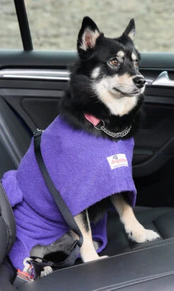 Dogrobes - Dog Robe Drying Coat - Purple -Pet dog drshopify1024 87