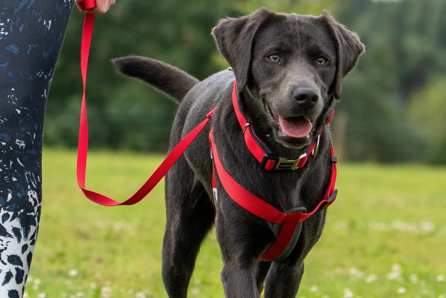 Doodlebone - Bold Range Padded Dog Harness - Neon Pink 4 Doodlebone - Bold Range Padded Dog Harness - Neon Pink - Image 2
