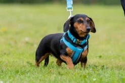 Doodlebone - Bold Range Padded Dog Harness - Neon Pink 7 Doodlebone - Bold Range Padded Dog Harness - Neon Pink -Pet dog dsc 3672 fotor