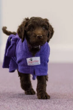 Dogrobes - Dog Robe Drying Coat - Purple -Pet dog dsc 3715