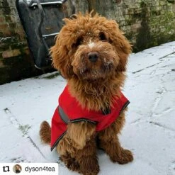 Danish Design - Orange 2-in-1 Ultimate Dog Coat -Pet dog dyson4tea 20210204 112022