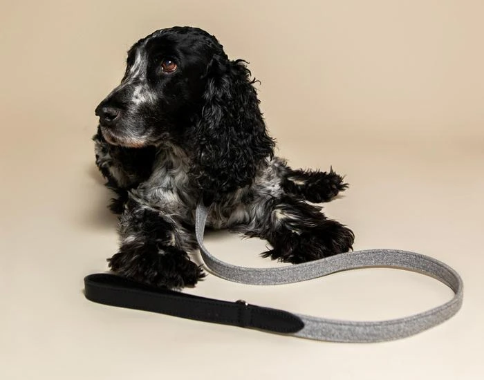 Ralph & Co - Fabric & Leather Lead - Eton 4 Ralph & Co - Fabric & Leather Lead - Eton - Image 2