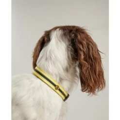 Joules - Coastal Dog Collar - Yellow Stripe -Pet dog fm 2020 07 16 02 18 30 13976 images
