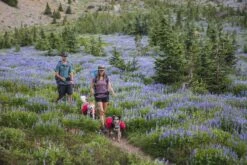 Ruffwear Palisades Pack Dog Harness -Pet dog fw18 product page header palisades pack 882x589 458657ff 2420 4cc8 b322 401f18df4ba5