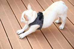 Petkit Air Fly Dog Harness - Grey & Black -Pet dog harness fly 13