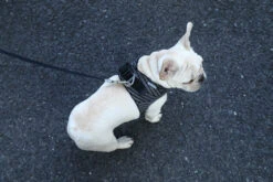 Petkit Air Fly Dog Harness - Grey & Black -Pet dog harness fly 14