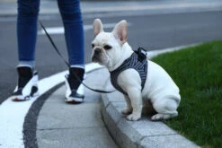 Petkit Air Fly Dog Harness - Grey & Black -Pet dog harness fly 15