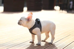 Petkit Air Fly Dog Harness - Grey & Black -Pet dog harness fly dog