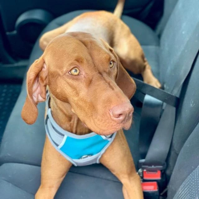 Henry Wag - Dog Car Travel Harness 4 Henry Wag - Dog Car Travel Harness - Image 2