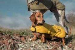 Country & Twee - Mustard Waxed Dachshund Coat -Pet dog hugo 3 2048x 42df5d98 8e74 4690 81a6 2fa13bc3d348