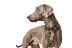 Hunter - List Rope Collar – Red-50 38-44cm (12mm) -Pet dog hunter 11701 65074 001 image 18 lpr 416x278 1 1