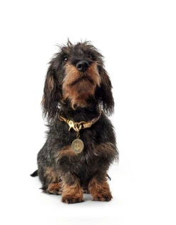 Hunter - List Rope Collar – Beige -Pet dog hunter 11703 65922 001 image 18 lpr