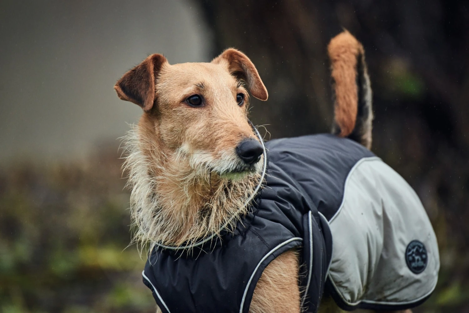 Hunter Uppsala Cozy Dog Coat - Anthracite/Grey 5 Hunter Uppsala Cozy Dog Coat - Anthracite/Grey - Image 3